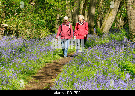 Wanderer zu Fuß auf einen öffentlichen Fußweg und rechts des Weges durch eine Glockenblume Holz in Hampshire, England Stockfoto