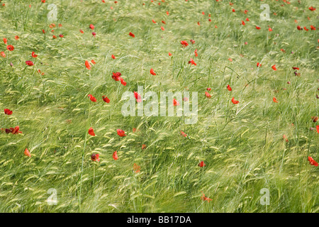 Leuchtend rote Mohnblumen wächst in einem Feld von Gerste Stockfoto