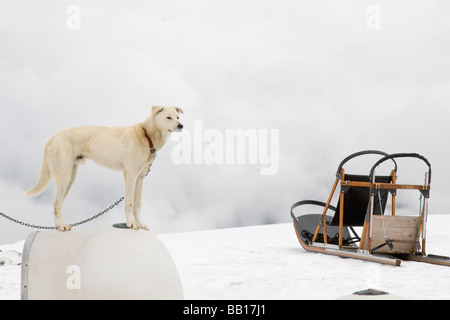 Hund auf seinem Zwinger nach einem anstrengenden Tag ziehen Touristen rund um den Gletscher in Alaska auf Schlitten ruht. Stockfoto