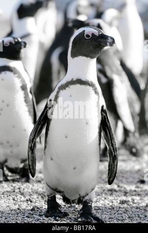 Afrikanische Pinguin Spheniscus Demersus, auch bekannt als Jackass Pinguine in der Kolonie auf Robben Island, in der Nähe von Cape Town, South Afric Stockfoto