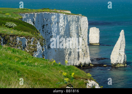 Old Harry Rocks in der Nähe von Studland, Dorset, England, UK Stockfoto