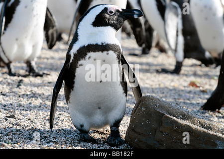 Afrikanische Pinguin Spheniscus Demersus, auch bekannt als Jackass Pinguine in der Kolonie auf Robben Island, in der Nähe von Cape Town, South Afric Stockfoto