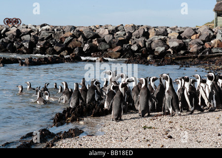 Afrikanische Pinguin Spheniscus Demersus nehmen auch bekannt als Jackass Pinguine ins Wasser auf Robben Island in der Nähe von Cape Town, South Afr Stockfoto