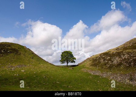 Sycamore Gap Hadrians Wall Stahl Rigg Abschnitt in der Nähe von Hexham Northumberland, England Stockfoto