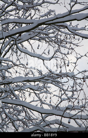Schneebedeckte Äste Stockfoto