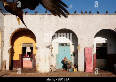 Schwarze Drachenfliegen im Fleisch Markt der alten Hara Äthiopien Stockfoto