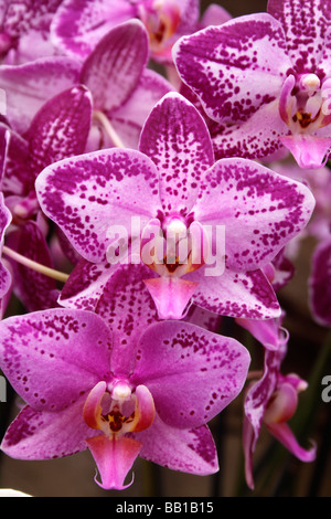 PHALAENOPSIS. MISS CUBA. NACHTFALTER-ORCHIDEE Stockfoto