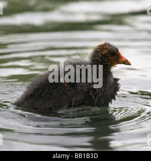 Eine eurasische Blässhuhn Küken zum Schwimmen lernen Stockfoto