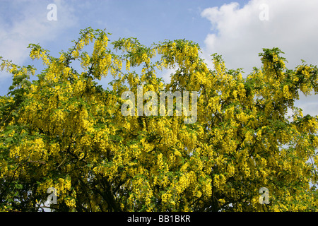 Gemeinsamen Goldregen Baum, Laburnum Anagyroides, Fabaceae Stockfoto