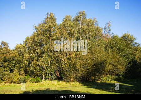 Birken vor blauem Himmel in Windmühle Holz an Alderley Edge in Cheshire Stockfoto