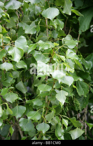 Schwarz-Pappel oder Lombardei Pappel, Populus Nigra, Salicaceae Stockfoto