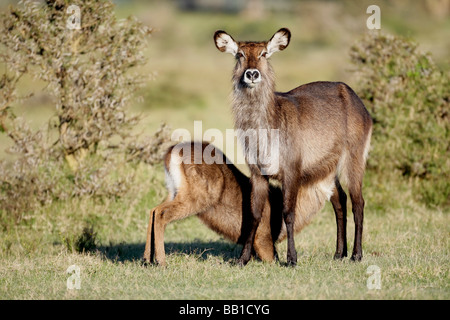 Afrika, Kenia, Lake Naivasha. Defassa Wasserbock Mutter Krankenpflege jung. Stockfoto