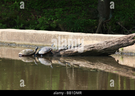 Wärmezone Schildkröten auf einem Baumstamm. Stockfoto