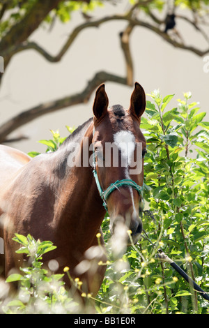 rotes Pferd mit weißen Blitz in einem Feld oder Wiese Stockfoto