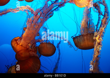 Orange Jelly Fisch, Brennnessel Quallen Stockfoto