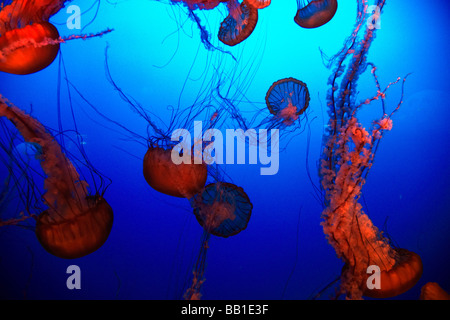 Orange Jelly Fisch, Brennnessel Quallen Stockfoto