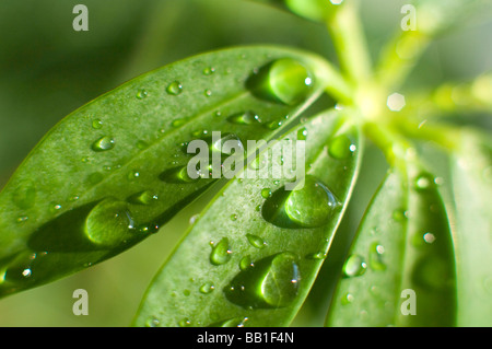 Wassertropfen auf eine Schefflera Pflanze Blatt. Stockfoto