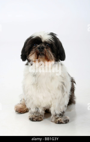 Shih Tzu geschert 10 Jahre alt Stockfoto
