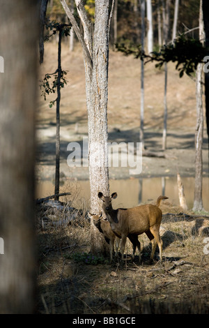 Eine Sambar (Cervus unicolor) und ihr Kitz Pench Tiger Reserve, MP Indien Warnung betrachten. Stockfoto