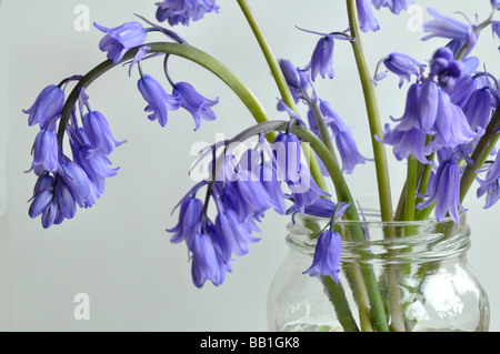 Glockenblumen in ein Marmeladenglas Stockfoto