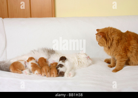 British Longhair Katze blau Cremeweiß mit Kätzchen 2 Wochen und Kater Highlander Flachländer Britanica Stockfoto