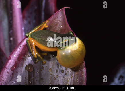 Zierliche Laubfrosch (Litoria Gracilenta), Mossman, Queensland, Australien Stockfoto