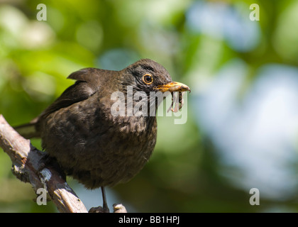 Amsel "Turdus Marula Songbird Garten Vogel. Stockfoto