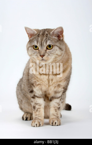 British Kurzhaarkatze chocolate Silber gestromt Stockfoto