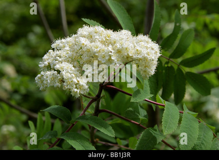 Eberesche oder Eberesche Blumen, Sorbus Aucuparia, Rosengewächse Stockfoto