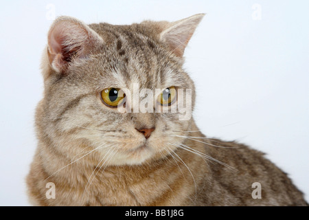 British Kurzhaarkatze chocolate Silber gestromt Stockfoto