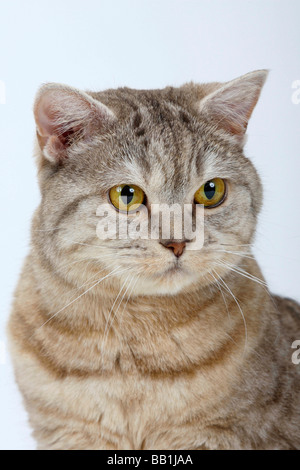 British Kurzhaarkatze chocolate Silber gestromt Stockfoto