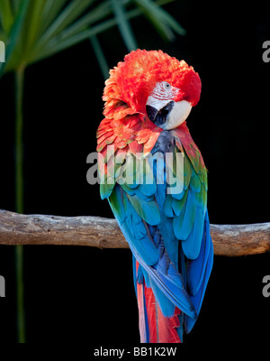 Grün-Winged Ara / rot und grün Aras (Ara Chloropterus) Stockfoto