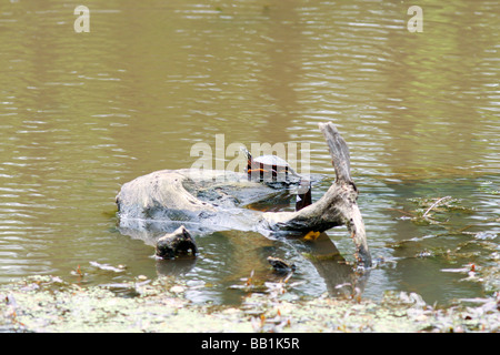 Wärmezone Schildkröten auf einem Baumstamm. Stockfoto