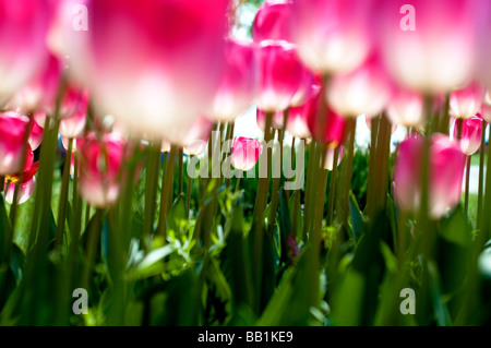 Der Parc de l'Indépendance in den Ufern des Genfer Sees in Morges ist gefüllt mit Tulpe Blumen jeder Form und Farbe. Stockfoto