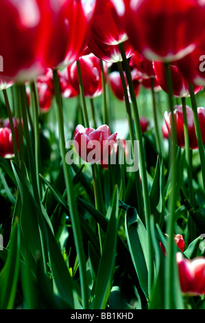 Der Parc de l'Indépendance in den Ufern des Genfer Sees in Morges ist gefüllt mit Tulpe Blumen jeder Form und Farbe. Stockfoto