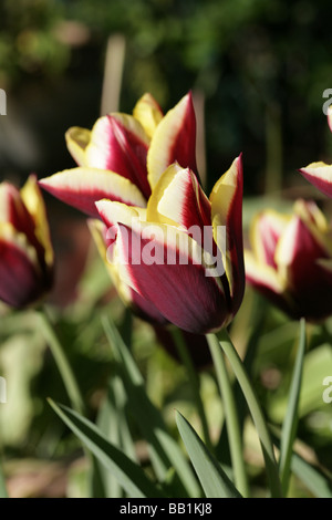 Vielfalt der Tulpe Gavota in einem Garten Cheshire England Stockfoto