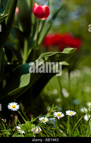 Der Parc de l'Indépendance in den Ufern des Genfer Sees in Morges ist gefüllt mit Tulpe Blumen jeder Form und Farbe. Stockfoto