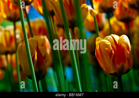 Der Parc de l'Indépendance in den Ufern des Genfer Sees in Morges ist gefüllt mit Tulpe Blumen jeder Form und Farbe. Stockfoto