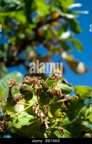 Wilde Cashew (Anacardium Occidentale) aus der Steppe, eine riesige tropische Savanne Region von Brasilien. Stockfoto