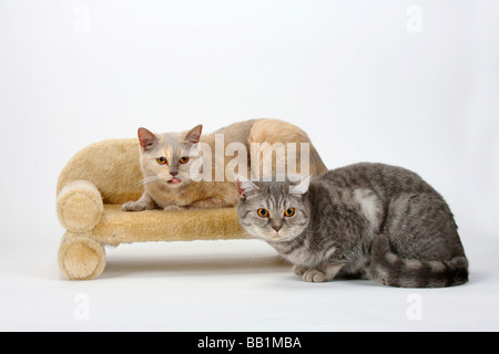 British Kurzhaar Katzen Lilac Tortie und Blau Silber tabby Stockfoto