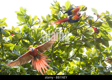 Rote Aras fliegen über Kopf im Corcovado Nationalpark in Costa Rica Stockfoto