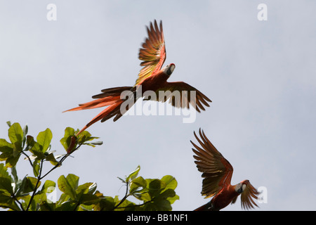 Rote Aras fliegen über Kopf im Corcovado Nationalpark in Costa Rica Stockfoto