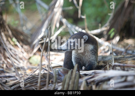 Ein Nasenbär in Corcovado Nationalpark, Costa Rica Stockfoto