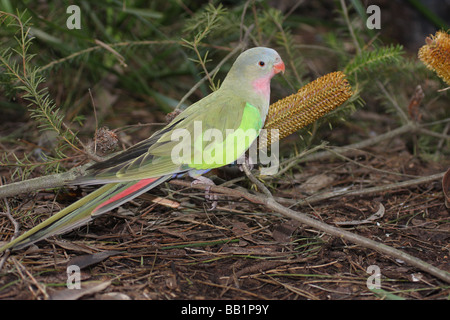 Regent Papagei Weibchen füttern Stockfoto