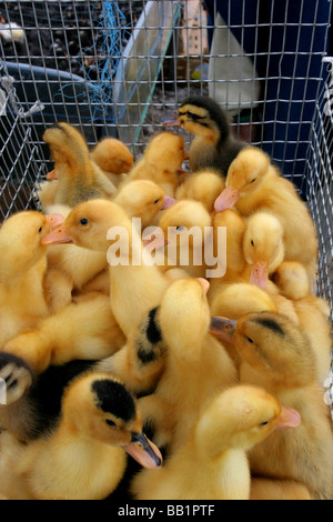 Ein Bündel von süß, unschuldig, flaumigen gelben Entenküken zum Verkauf an die großen Tiermarkt in Otavalo, Ecuador. Stockfoto