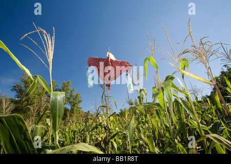 Reisen Kroatien; Eine Vogelscheuche in einem Maisfeld in der Nähe von Beram in der istrischen Halbinsel in Kroatien. Stockfoto