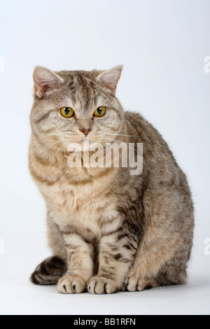British Kurzhaarkatze chocolate Silber gestromt Stockfoto