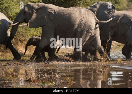 Wilde afrikanische Elefanten Herde über Wasser laufen mit kleinen Baby Elefanten zwischen den Beinen der Erwachsenen Stockfoto