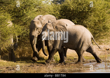 Paar afrikanische Elefanten zusammen laufen über Wasser Kopf und Trunks in Einklang in die Kamera schaut, Okavango Delta in Botswana Stockfoto