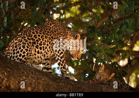 Goldenes Licht auf wilde afrikanische Leoparden, Panthera Pardus, Mutter und Cub sitzen im Baum essen in Okavango Delta Moremi Game Reserve in Botswana Stockfoto